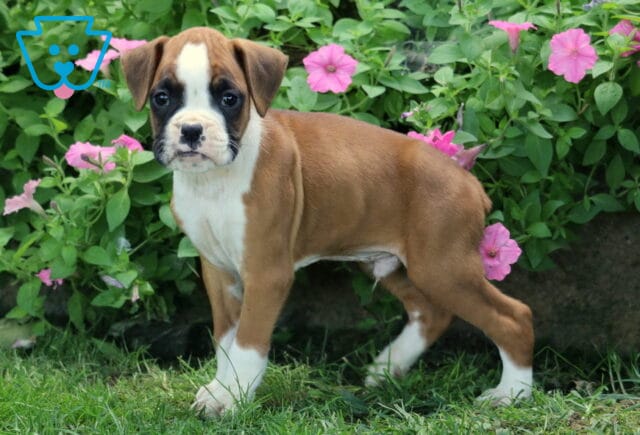 Djay Boxer image