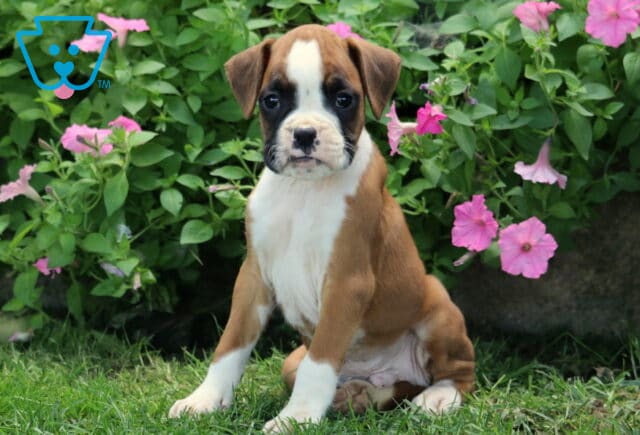 Djay Boxer2 image