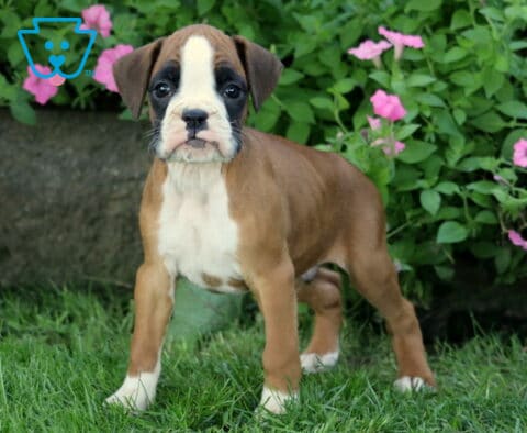 Dodger Boxer