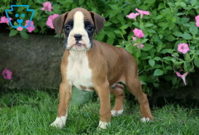 Dodger Boxer image