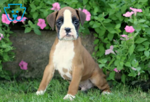 Dodger Boxer2 image