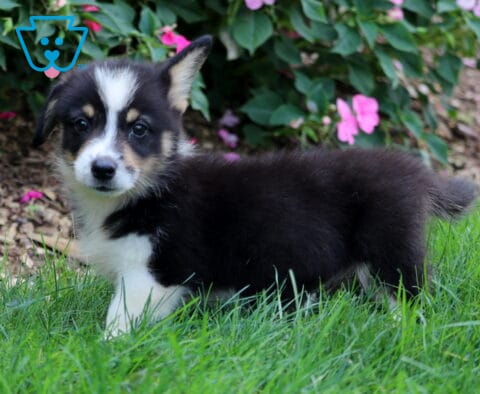 Domino Corgi