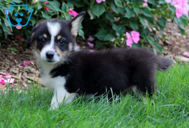 Domino Corgi image