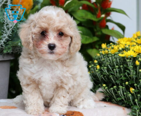 Dora Bichpoo