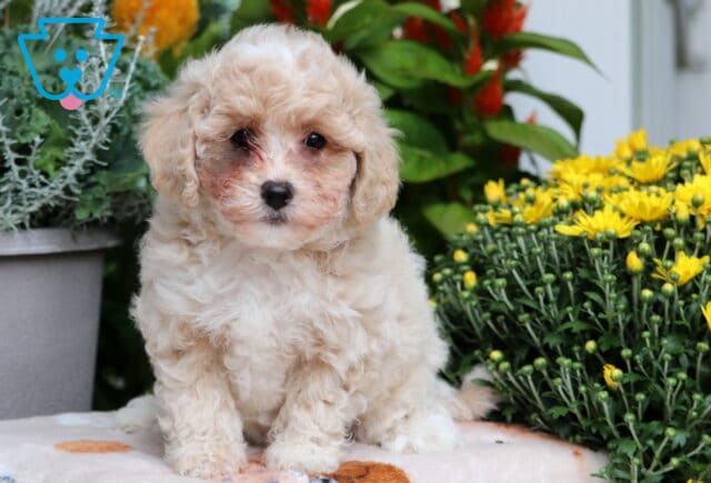Dora Bichpoo image