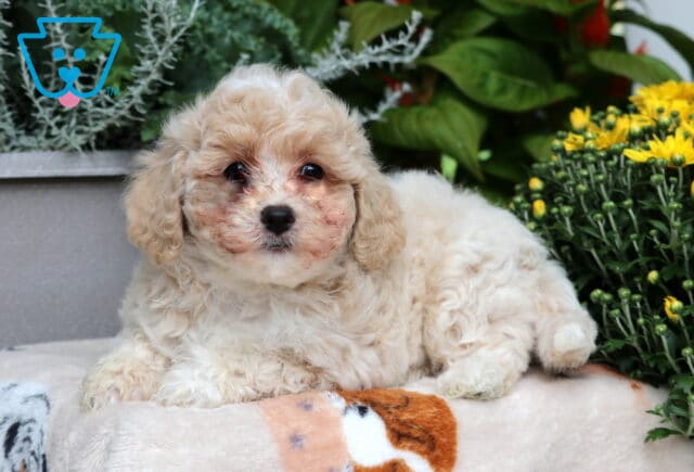 Dora Bichpoo2 image