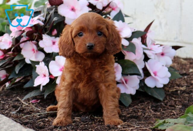 Dori Cavapoo image
