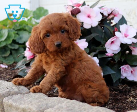 Dori Cavapoo2