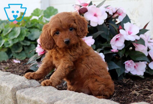 Dori Cavapoo2 image