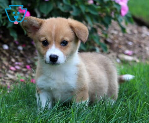 Dori Corgi