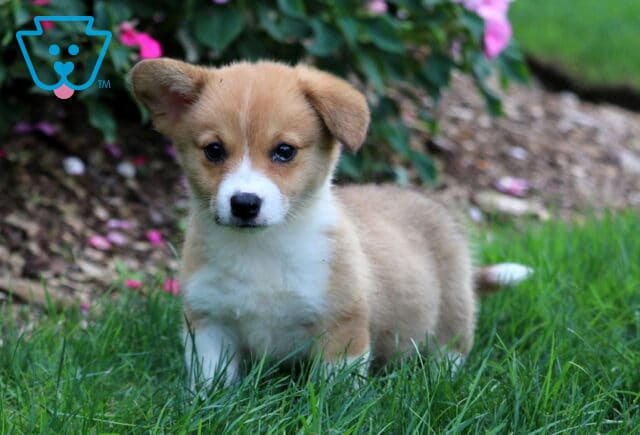 Dori Corgi image
