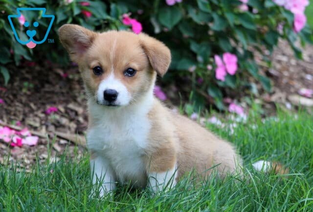 Dori Corgi2 image