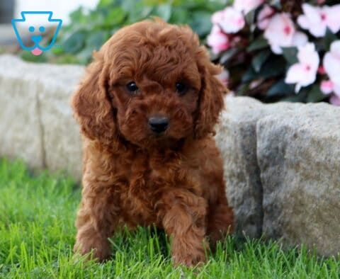 Dozer Cavapoo