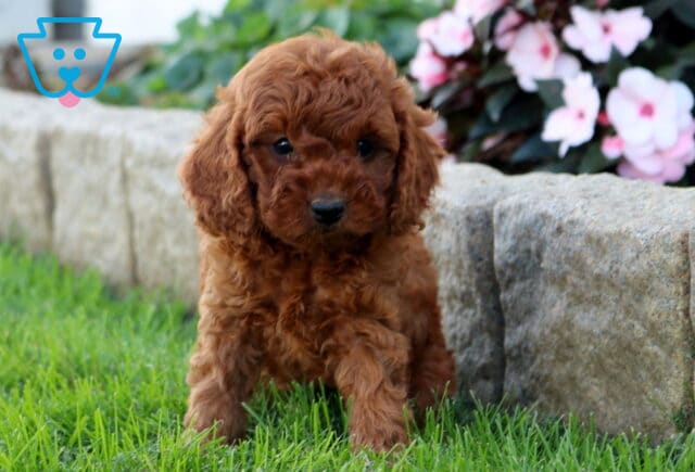 Dozer Cavapoo image