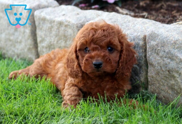 Dozer Cavapoo2 image