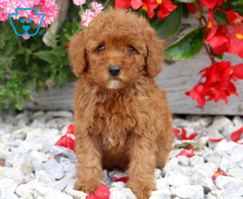 Dream Mini Poodle