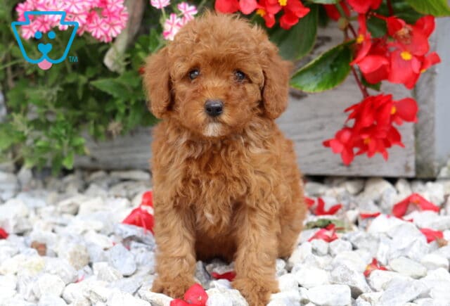 Dream Mini Poodle image