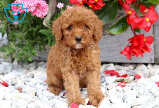 Dream Mini Poodle2 image