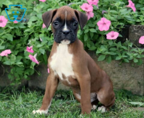 Duke Boxer