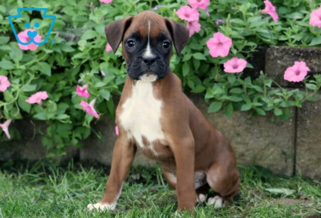 Duke Boxer image