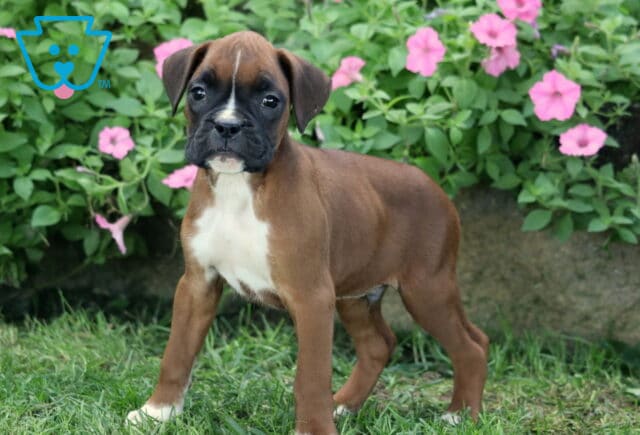 Duke Boxer2 image
