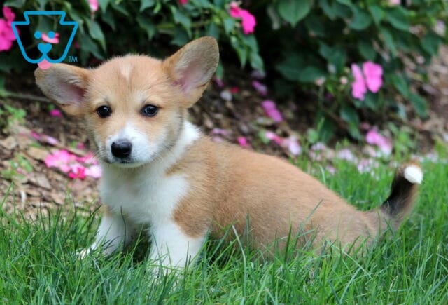 Duke Corgi image