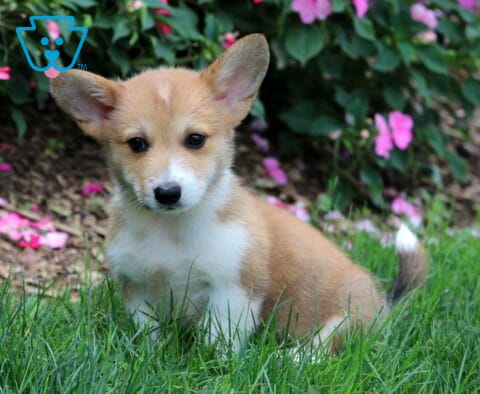 Duke Corgi2