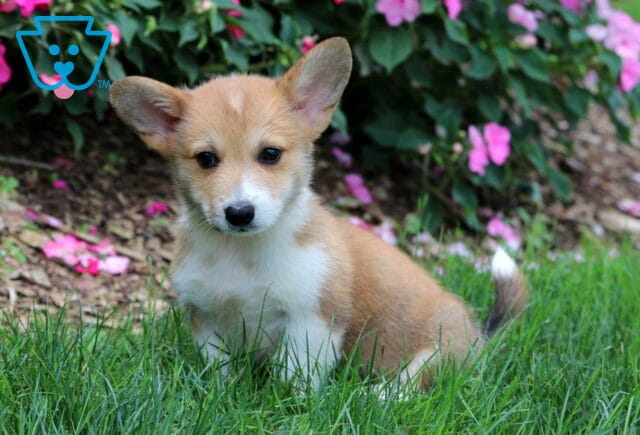 Duke Corgi2 image