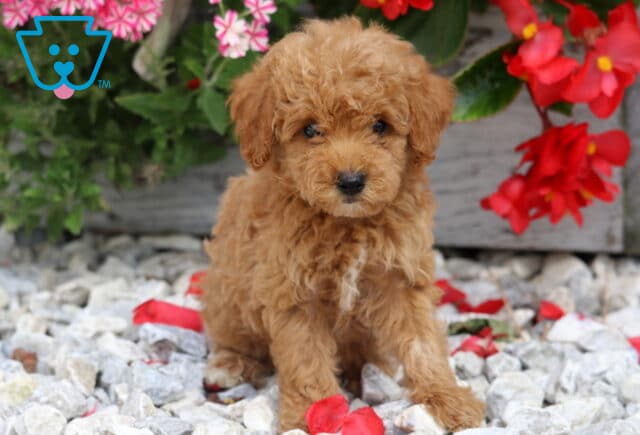 Duke Mini Poodle image