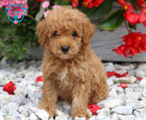 Duke Mini Poodle2
