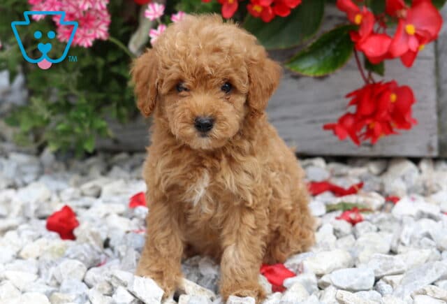 Duke Mini Poodle2 image
