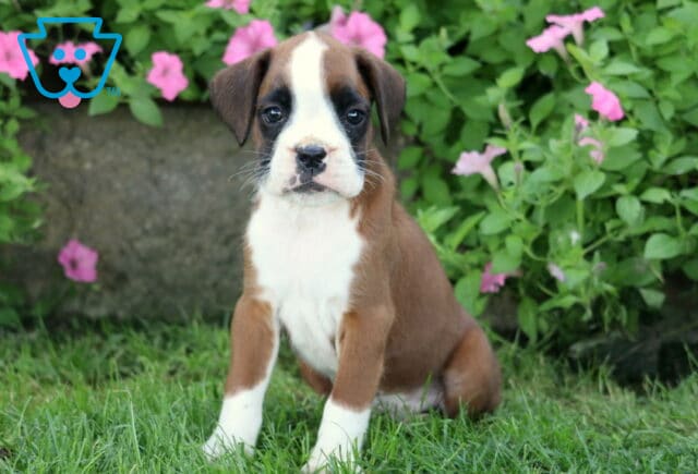 Dunkin Boxer image