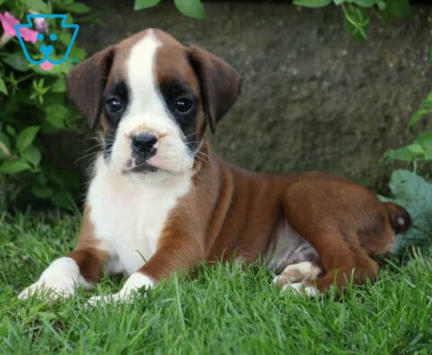 Dunkin Boxer2