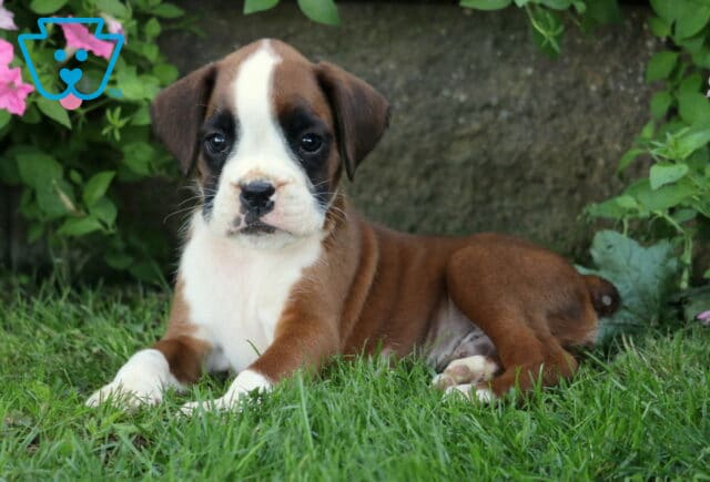 Dunkin Boxer2 image