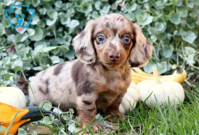 Dapple Mini Dachshund puppy with striking blue-gray eyes standing among green foliage and decorative white and orange pumpkins. image