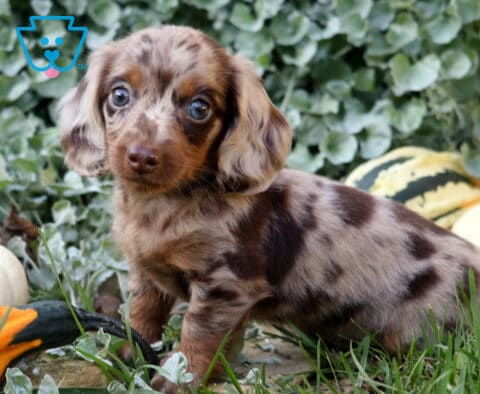 Dunkin Mini Dachshund2