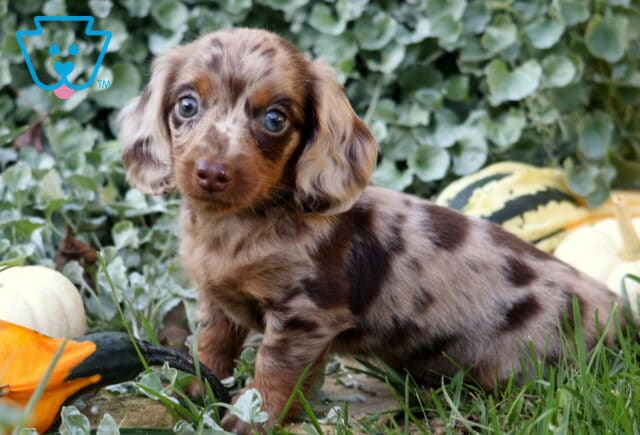 Chocolate dapple Mini Dachshund puppy posing in the grass with long floppy ears, bright eyes, and colorful fall gourds surrounding it. image