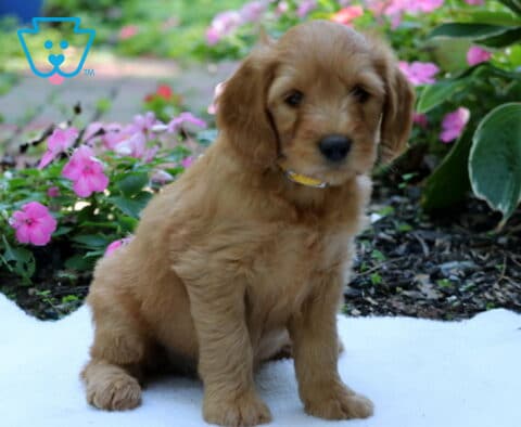Golden Goldendoodle puppy wearing a yellow collar, sitting on a white blanket beside bright pink flowers and leafy green plants in a garden setting.