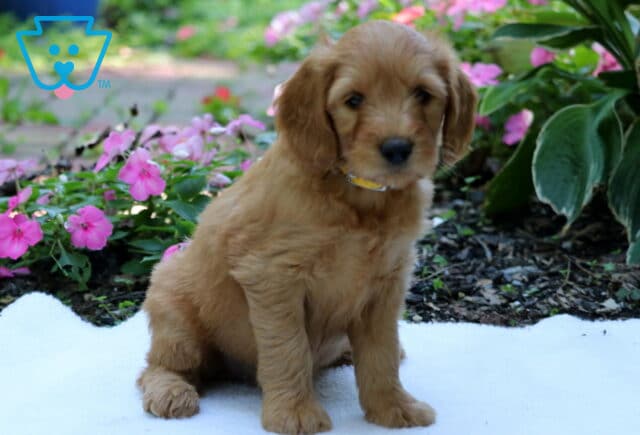 Golden Goldendoodle puppy wearing a yellow collar, sitting on a white blanket beside bright pink flowers and leafy green plants in a garden setting. image