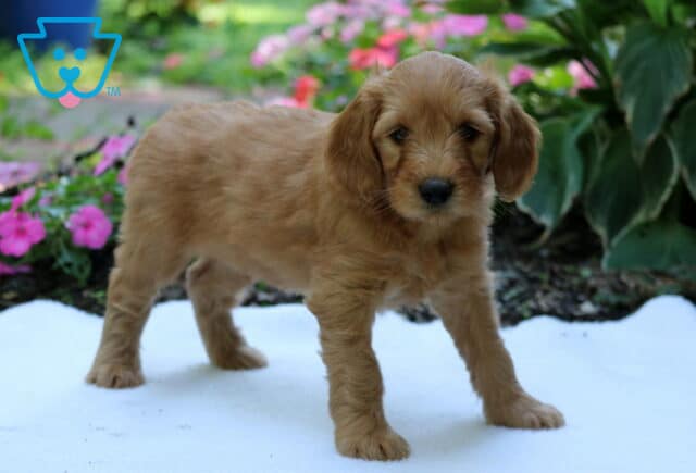 Golden Goldendoodle puppy standing on a white blanket in a colorful garden with pink flowers and lush green foliage. image