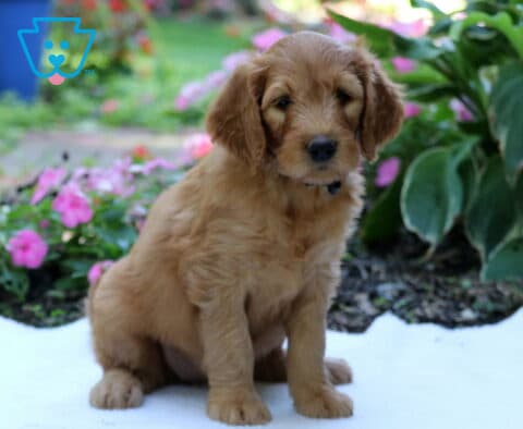 Golden Goldendoodle puppy sitting calmly on a white blanket in a garden, framed by vibrant pink flowers and large green leaves.