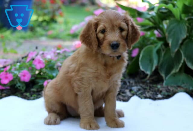 Golden Goldendoodle puppy sitting calmly on a white blanket in a garden, framed by vibrant pink flowers and large green leaves. image