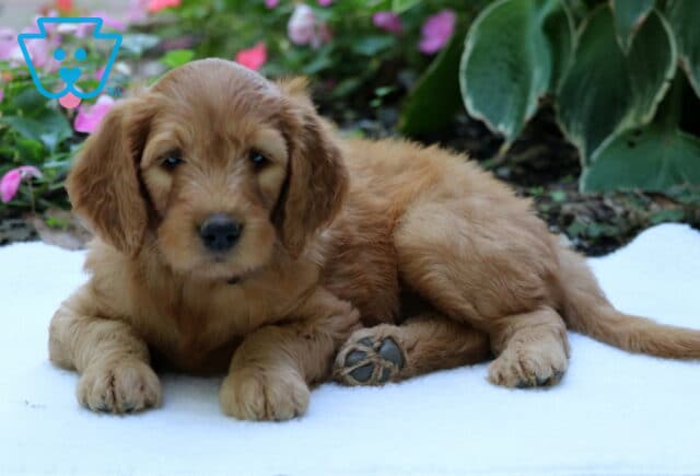 Golden Goldendoodle puppy lying comfortably on a white blanket with floppy ears and paws stretched forward, surrounded by pink flowers and green garden foliage. image