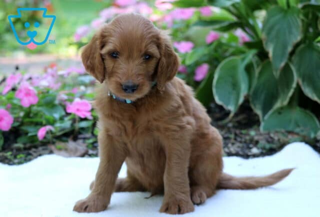 Golden Goldendoodle puppy sitting upright on a white blanket with soft pink flowers and lush green foliage in the background. image