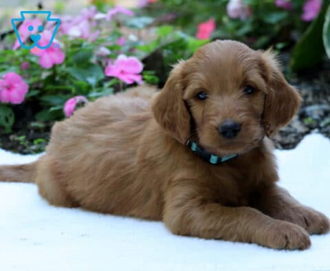 Golden Goldendoodle puppy wearing a blue collar and lying comfortably on a white blanket with vibrant pink flowers in the garden behind.