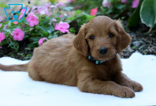 Golden Goldendoodle puppy wearing a blue collar and lying comfortably on a white blanket with vibrant pink flowers in the garden behind. image