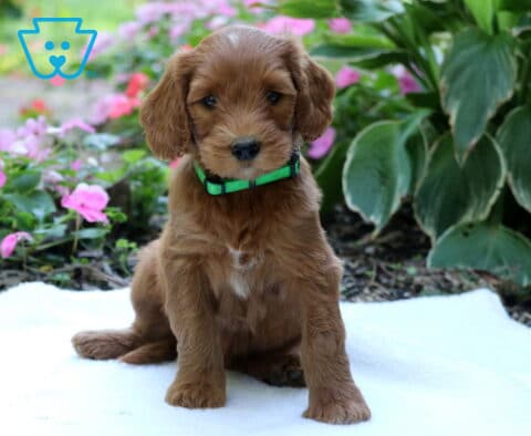Reddish-golden Goldendoodle puppy wearing a bright green collar, sitting on a white blanket with pink flowers and leafy plants in the background.
