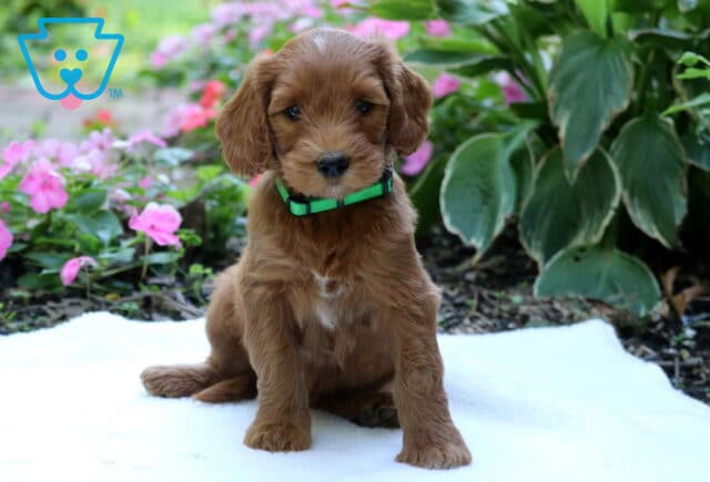 Reddish-golden Goldendoodle puppy wearing a bright green collar, sitting on a white blanket with pink flowers and leafy plants in the background. image