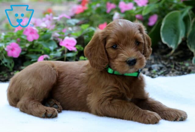 Reddish-golden Goldendoodle puppy wearing a green collar, lying with front paws stretched forward on a white blanket beside bright pink garden flowers. image