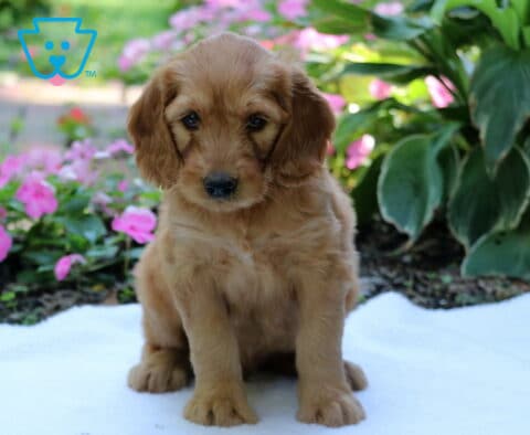Fluffy golden Goldendoodle puppy sitting sweetly on a white blanket, framed by vibrant pink flowers and lush green garden foliage.